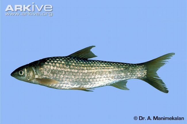 (Cirrhinus) Род ЦИРРИНЫ 10 видов